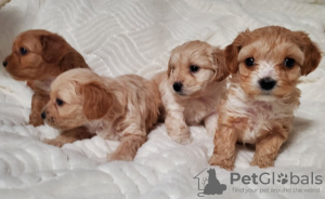 Фото №3. Щенки.  США