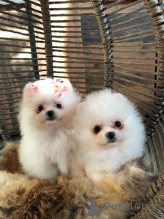 Фото №3. Cute Pomeranian puppies for free adoption.  Германия