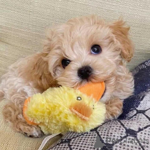 Фото №2 к объявлению №80047 о продаже пуделя (той) - купить в Австралии частное объявление