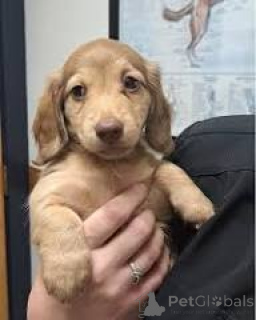 Фото №2 к объявлению №165981 о продаже таксу - купить в Португалии частное объявление, заводчик