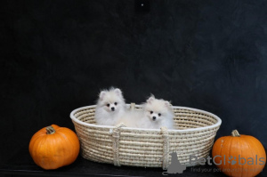 Фото №3. Красивые кремовые померанцы.  Грузия