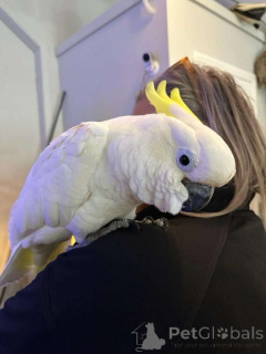 Фото №1.  - купить в Зальцбург за Бесплатно. Объявление №162294