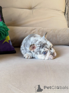 Фото №3. D'adorables chiots Bouledogues français cherchent un foyer amant!.  Франция