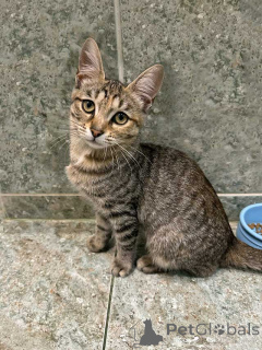 Фото №2 к объявлению №155852 о продаже  - купить в России частное объявление