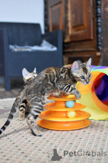 Фото №2 к объявлению №166567 о продаже бенгальская - купить в Беларуси частное объявление, из питомника, заводчик