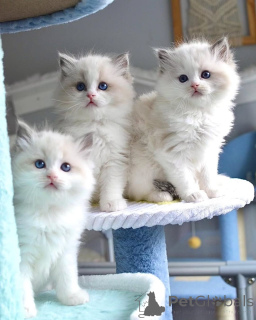 Фото №1. рэгдолл - купить в Дюссельдорфе за Бесплатно. Объявление №160189