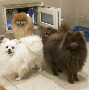 Фото №3. Шоколадный мальчик.  Россия