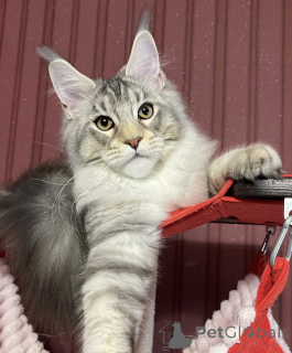 Фото №2 к объявлению №161671 о продаже мейн-кун - купить в США заводчик