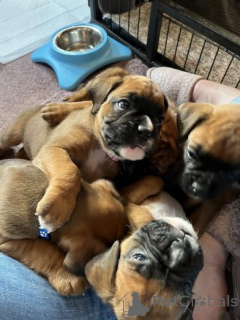 Фото №1. немецкий боксёр - купить в Рассвет за 35251₽. Объявление №158928