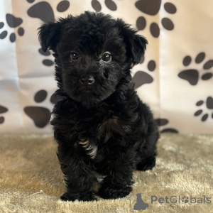 Фото №4. Продажа йоркширского терьера в Нью-Йорке частное объявление - цена 44934₽