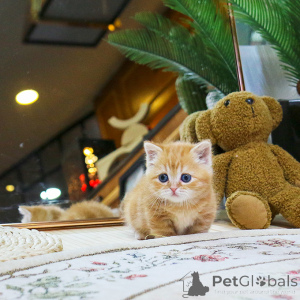 Фото №3. милые котята Манчкин. Чехия