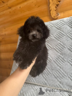 Дополнительные фото: Тедди пудель Китай мини размера