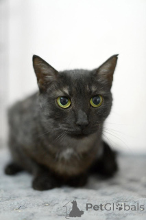 Фото №3. Афина кошка редкой красоты, словно сотканная из ночи и серебра.. Россия