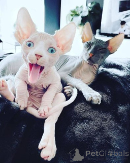 Фото №2 к объявлению №158954 о продаже канадский сфинкс - купить в Польше частное объявление