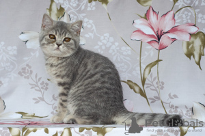 Фото №3. Британские короткошерстные котята.. Россия