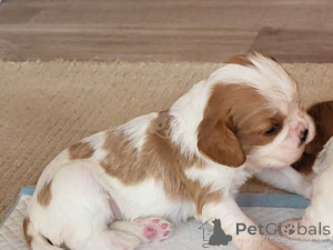 Фото №3. Cavalier-King-Charles-Welpen suchen ein Zuhause.  Германия