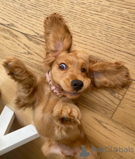 Фото №4. Продажа английского кокер-спаниеля в Andelst заводчик - цена договорная