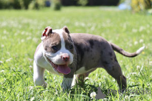 Фото №3. Американский Булли XL.  Россия