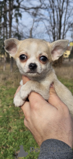 Фото №2 к объявлению №130815 о продаже чихуахуа - купить в Сербии 