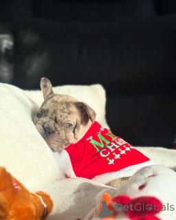 Фото №1. французский бульдог - купить в Мюнхене за 32468₽. Объявление №157374