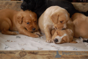 Фото №3. Щенки кокер-спаниеля.  Бельгия