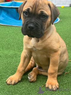 Фото №3. Ка де Бо.  Германия