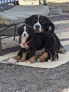 Фото №1. бернский зенненхунд - купить в Брюсселе за 92674₽. Объявление №167736