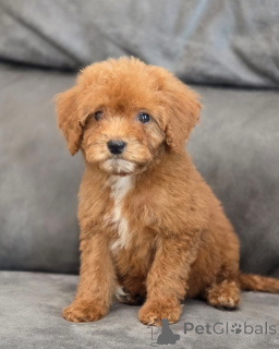 Фото №4. Продажа пуделя (той) в Лондонский район Камден частное объявление - цена 32468₽