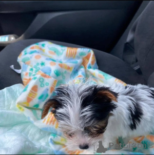 Фото №2 к объявлению №137414 о продаже йоркширского терьера - купить в Нидерландах заводчик