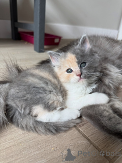 Фото №2 к объявлению №154914 о продаже сибирская - купить в Германии заводчик