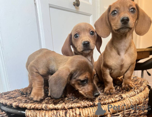 Фото №2 к объявлению №139928 о продаже таксу - купить в Германии частное объявление