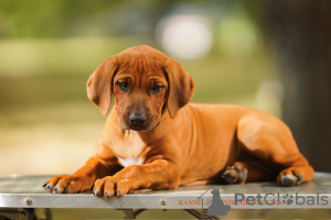 Дополнительные фото: Rhodesian Ridgeback puppies