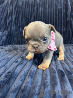 Фото №3. Мини -французские дети на продажу.  США