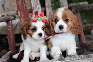 Фото №3. Adorable Cavalier King Charles Puppies for free adoption.  Германия