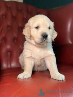 Фото №1. золотистый ретривер - купить в Плохой Кройзнек за договорная. Объявление №162221