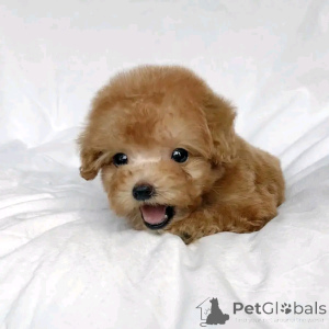 Фото №3. Spielzeugpudel Welpen Sind Derzeit Zur Усыновление Bereit.  Германия