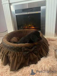 Фото №1. такса - купить в Нови Сад за договорная. Объявление №165686