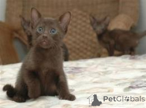 Фото №1. гавана - купить в Дрезден за 69575₽. Объявление №160459