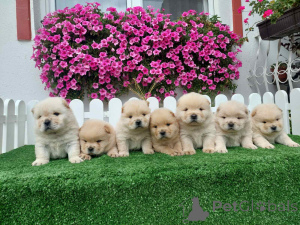 Фото №1. чау-чау - купить в Сомбор за договорная. Объявление №155713