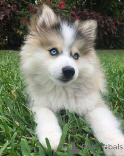 Фото №2 к объявлению №158984 о продаже беспородную - купить в Эстонии частное объявление, заводчик