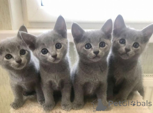 Фото №1. русская голубая - купить в Бремен за договорная. Объявление №164201