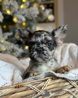 Фото №2 к объявлению №157288 о продаже французского бульдога - купить в Германии из приюта, заводчик