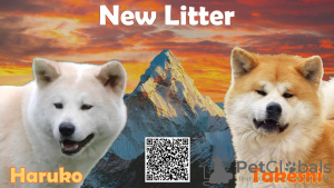 Фото №3. Продаются щенки Акиты.  Сербия