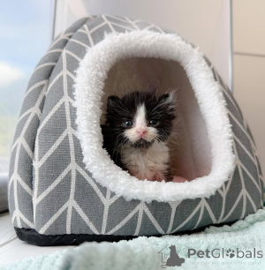 Фото №2 к объявлению №147404 о продаже беспородная - купить в Германии частное объявление, заводчик