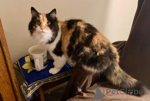 Фото №2 к объявлению №139214 о продаже мейн-кун - купить в США заводчик