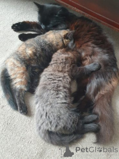 Фото №2 к объявлению №158963 о продаже рэгдолл - купить в Польше частное объявление