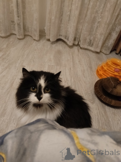 Фото №1.  - купить в Москова за Бесплатно. Объявление №157977