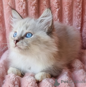 Фото №4. Продам невскую маскарадную в Kyivets ' частное объявление, из питомника, заводчик - цена 62908₽