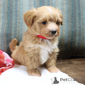 Фото №1. мальтипу - купить в Тюрингаузен за 83490₽. Объявление №150192