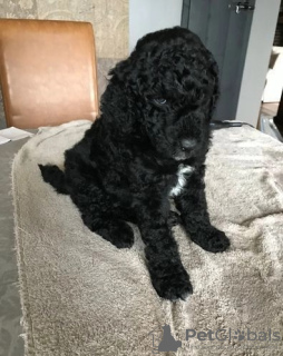 Фото №2 к объявлению №66766 о продаже беспородную - купить в США частное объявление